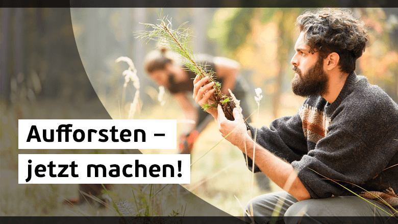 AUFFORSTUNG