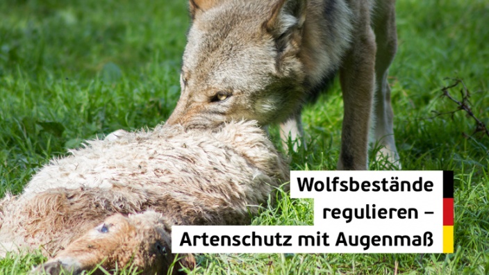 Wolfsbestände regulieren - Artenschutz mit Augenmaß